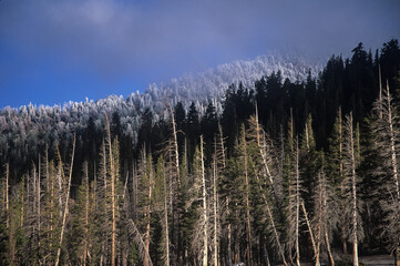 Conifer trees covered with frost in Eastern Sierra
