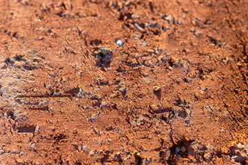 Red brick surface, closeup. Selective focus, Abstract orange background in loft style
