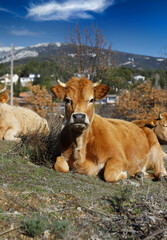 vaca tumbada en el campo