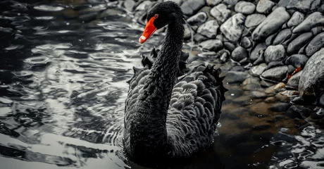 Closeup of a black swan swimming © Erdal Islak/Wirestock