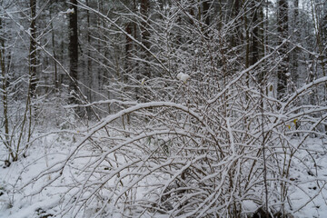 Forest in winter with snow
