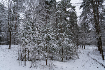 Forest in winter with snow