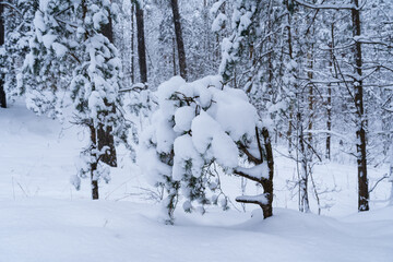 Forest in winter with snow
