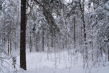 Forest in winter with snow