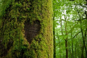 coeur dans la mousse