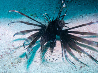 Black Lionfish