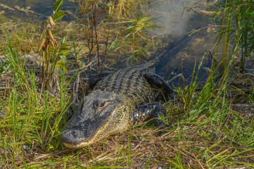 This American Alligator is at Burns Lake Campground in Big Cypress National Preserve, Ochopee, Florida
