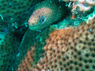 Moray Eel