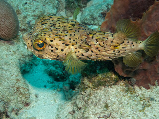 Puffer fish © M