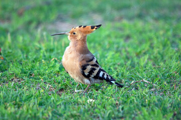 bird in the grass