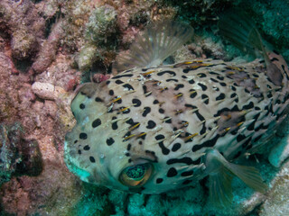 Porcupine fish