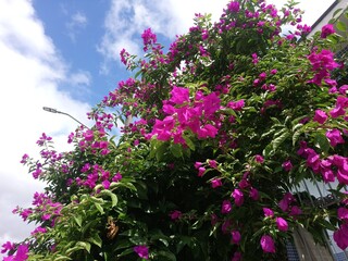 Flowers - Hereny Costa Square, next to Rua Juiz de Fora, in Sapopemba, in sao paulo