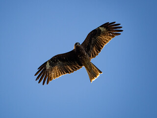 Scenic view of the Black-eared Kite - Milvus migrans lineatus hovering in the sky