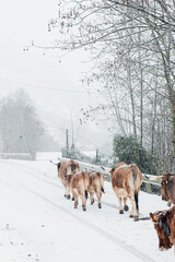 Herd of cows and calves walking down a snowy road during a snow storm in Picos de Europa National Park, Asturias, Spain.