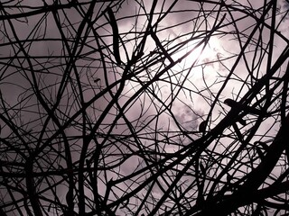 Fototapeta premium Tangle of Branches over the Cloudy Sky