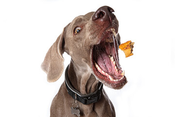 Closeup shot of a funny dog catching treats isolated on a white background