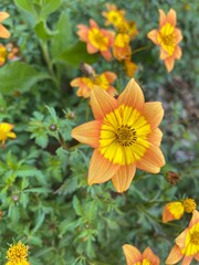 yellow flower in the garden