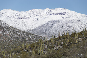 Snowy mountain range with cacti © Jerry Bombardier/Wirestock