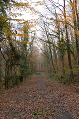 Beautiful morning in green forest. No people. Vivid morning light. Sunlight. 