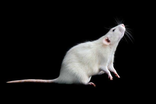 White rat begging on hind legs against black background