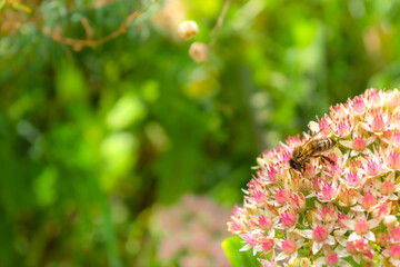 Close up of a bee on small white-pink flowers.