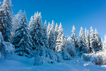 Obraz premium Winter landscape of Vitosha Mountain, Bulgaria