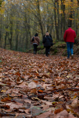 Fototapeta premium A young people walking forest . Friendship and peace concept photo. Healthy, active lifestyle. Back view photo. The focus on the leaves. People are in the blur background.