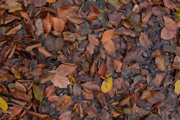 Muddy soil covered with colorful autumn leaves after rain. Dry leaves covered with wet soil Is decomposed into organic fertilizer .