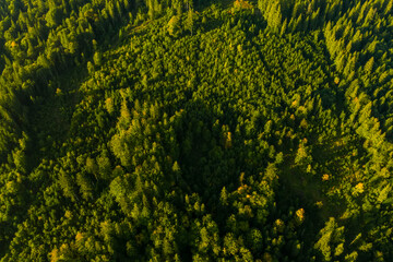 Aerial view of green trees on sunny day. Drone photography