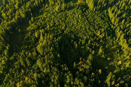Aerial view of green trees on sunny day. Drone photography © New Africa