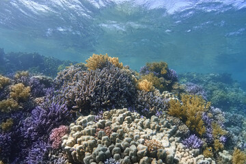 Colorful coral reef. Underwater landscape.