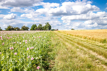 Fototapeta premium Agricultural area with flowers and grain meadow