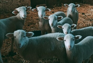 herd of sheep, 7 dwarfs