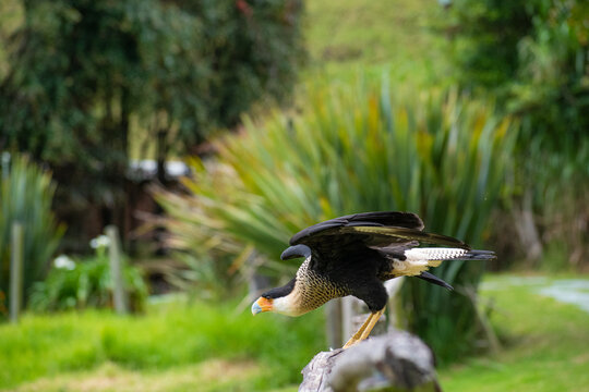 carraco caracara cheriway, carraco apunto de emprender su vuelo