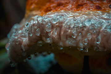Macro of Waterdrops on a mushroom