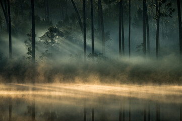 Scenic sunset light in the forest in Everglades National park