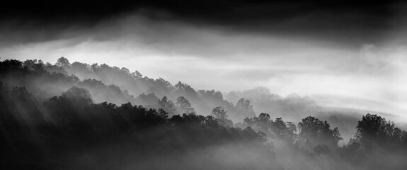Beautiful grayscale soft landscape of trees fully covered in fog.