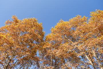 Fototapeta premium Wuhan Liberation Park late autumn scenery in Hubei, China