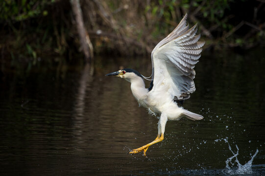 Flying night heron ready to jumb in the water.
