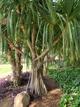 Pandanus utilis in Ein Gedi Botanical Garden