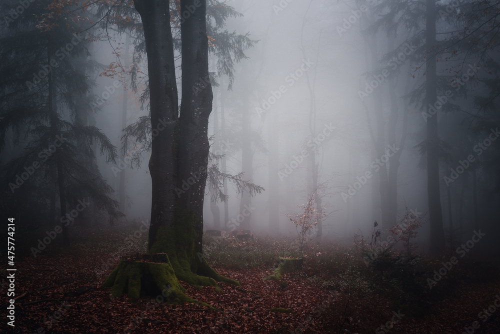 Sticker Mossy trees and autumn fall in the Bavarian forest. Germany