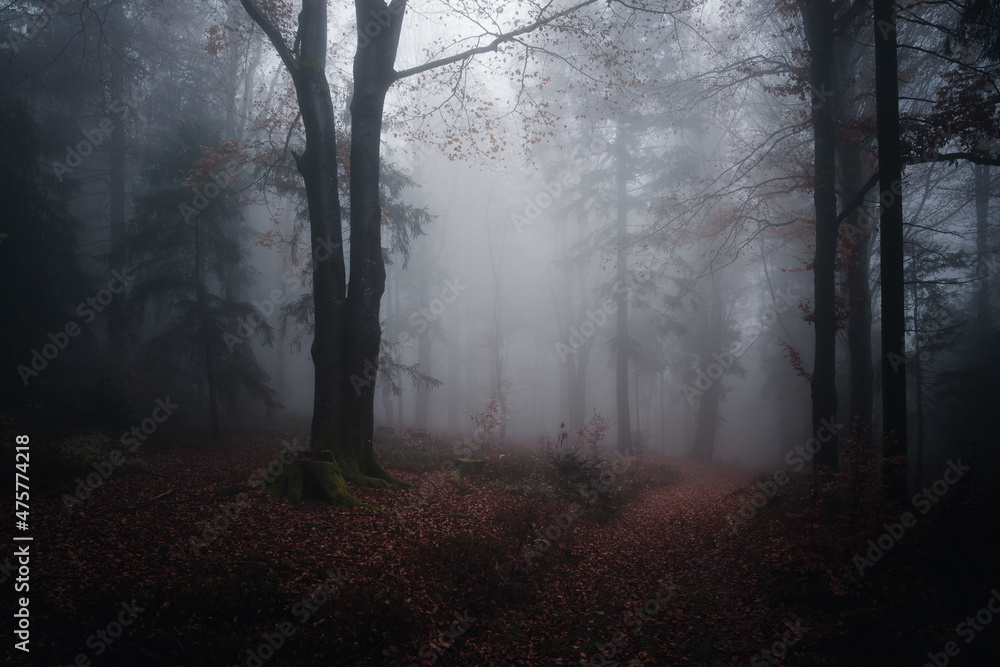 Sticker mossy trees and autumn fall in the bavarian forest. germany