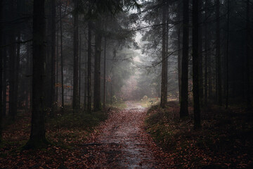 Colorful landscape view of the Bavarian forest. Germany