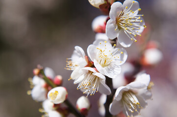 白梅の花のクローズアップ
