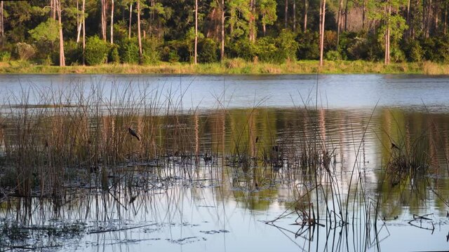 Reeds growing in subtropical pond with black birds looking for food and calling to each other in late afternoon, late autumn. Long view 301