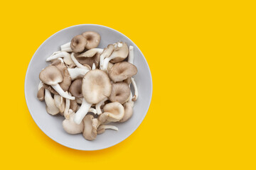 Fresh oyster mushroom in white plate on yellow background.