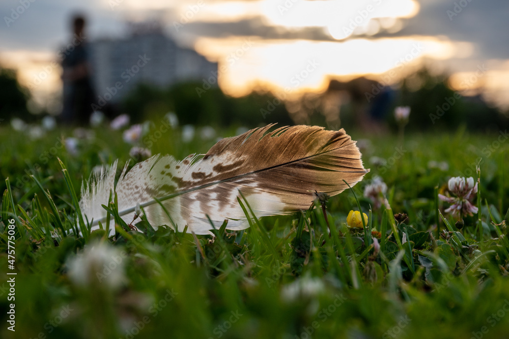 Poster Closeup shot of a feather on the grass