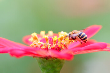 bee on flower