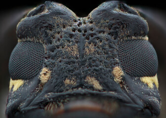close up of a longhorn beetle