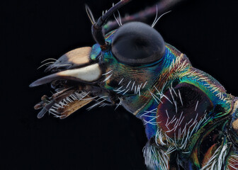 Tiger beetle